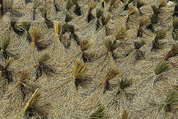 High Angle View Of Paddy Rice In Sulawesi  Kete Kesu