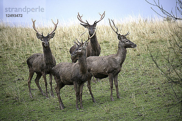 Rothirsch  Cervus elaphus  im Nationalpark Monfrag?ºe  extremadura  caceres  spanien