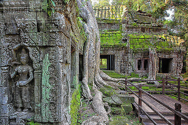 Der berühmte Tempel von Ta Prohm in Angkor  Kambodscha  wo sich die Wurzeln der Dschungelbäume mit dem Mauerwerk dieser alten Bauwerke verflechten.