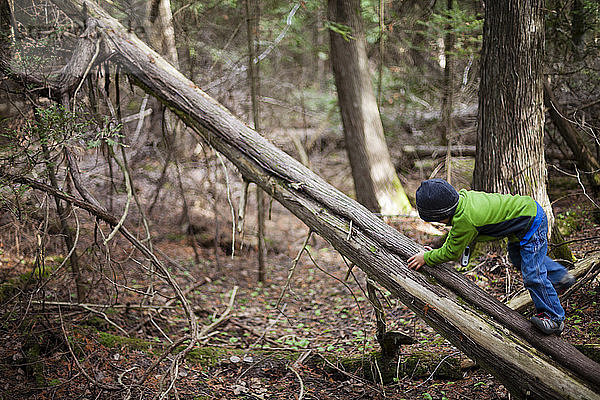 Ein 4-jähriger japanisch-amerikanischer Junge klettert auf einen abgestorbenen Baum  während er den Bruce Peninsula National Park  Ontario  Kanada  erkundet.