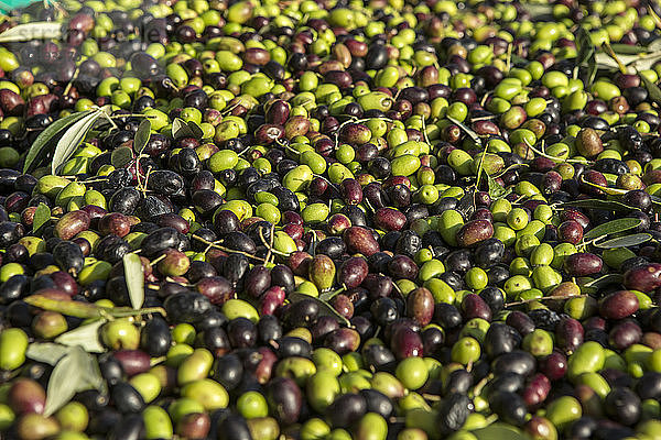 Oliven nach einer Ernte in Garda  Italien