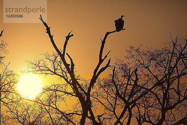 Silhouette eines Geiers in einem Baum  Okavango-Delta  Botswana  Afrika