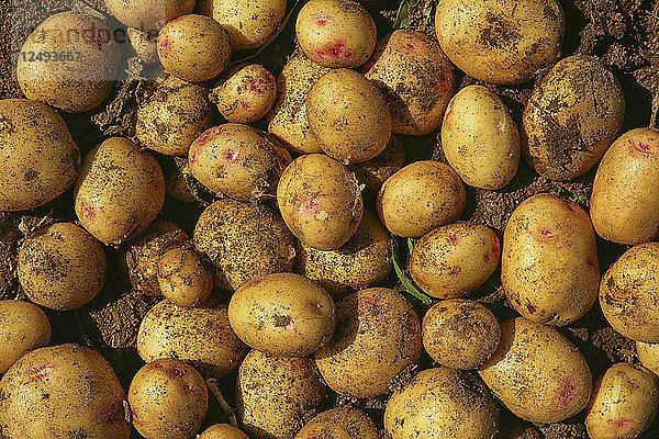 Ein Haufen Kartoffeln auf einem Bauernhof in der Gegend von Las Vegas in Abona