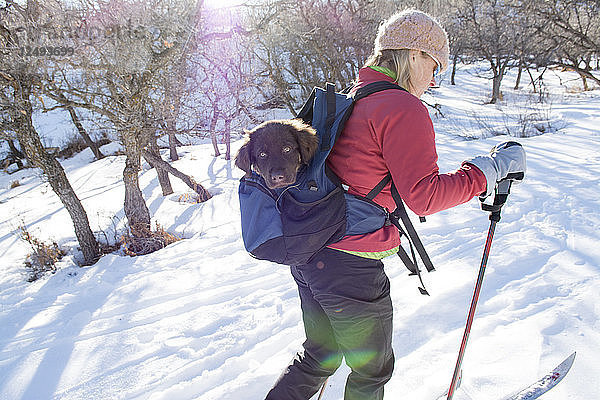 Eine Frau beim Skilanglauf mit einem Welpen im Rucksack wird mitgenommen  La Plata Canyon  Mayday  Colorado.