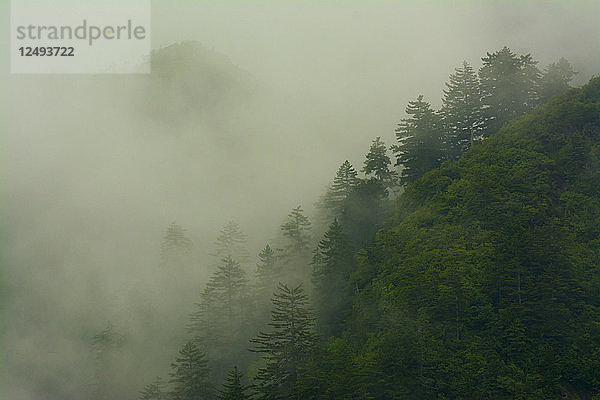 Neblige Waldansichten entlang des Alum Cave Trail  Mount Leconte  Great Smoky Mountain National Park  Gatlinburg  Tennessee.