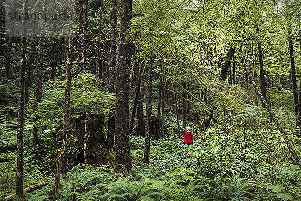 Eine Frau steht in einem mit Farn und Moos bewachsenen Wald.