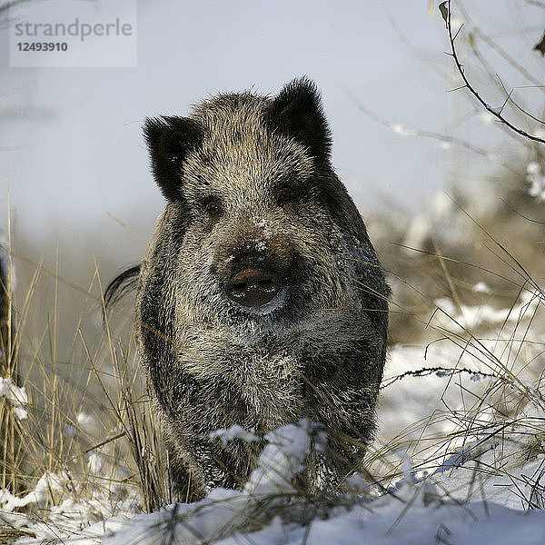 Wildschwein  Schwein  Wildschwein (Sus scrofa)  Wildschwein im Schnee  Cuanca Alta del Manzanares