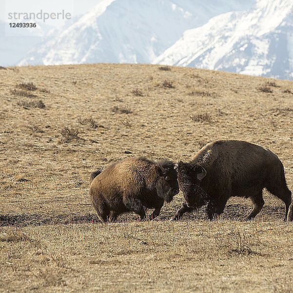 Amerikanischer Bison (Büffel) beim Sparring
