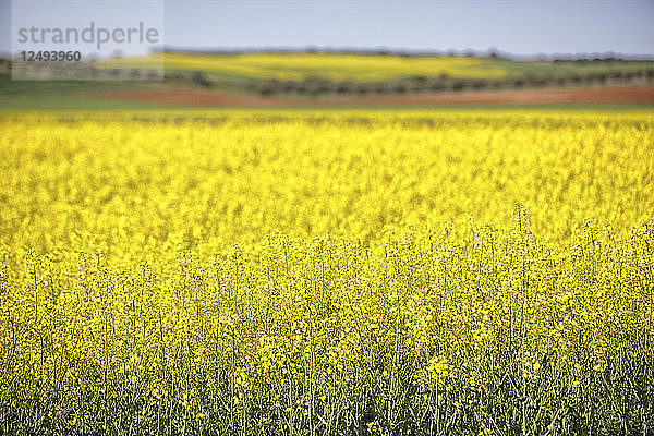 Wachsendes Rapsfeld im Frühjahr