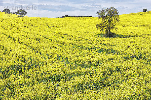 Wachsendes Rapsfeld im Frühjahr