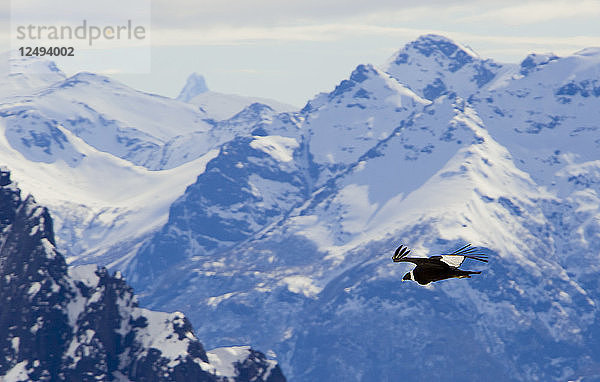 Andenkondor überfliegt Bergkette in Argentinien