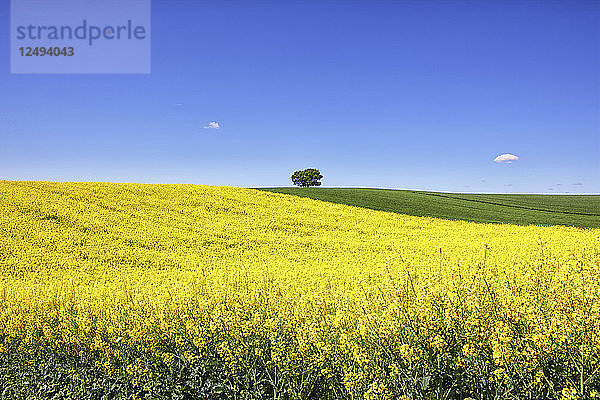 Wachsendes Rapsfeld im Frühjahr