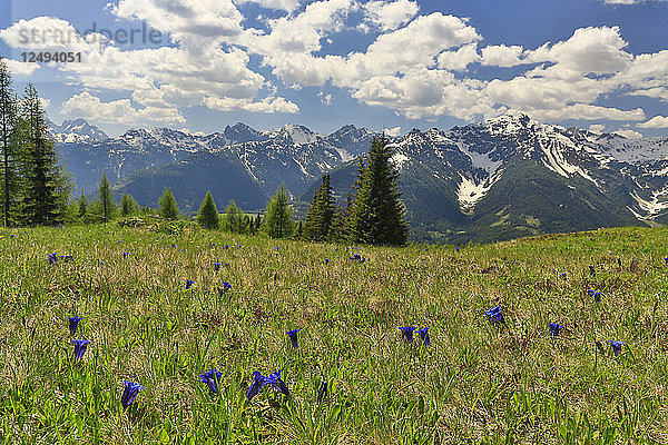 Ein alpines Feld und Wildblumen in den Julischen Alpen  Slowenien