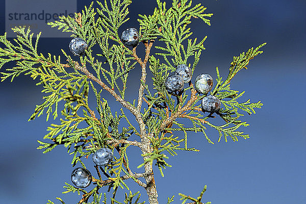 Savine (Juniperus sabina)  mit Früchten im Naturpark Alto Tajo. Guadalajara. Spanien