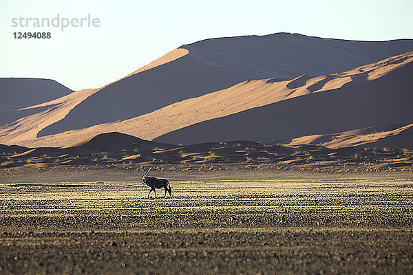 Gemsbock (Oryx gazella) Im typischen Wüstenlebensraum Namibische Wüste