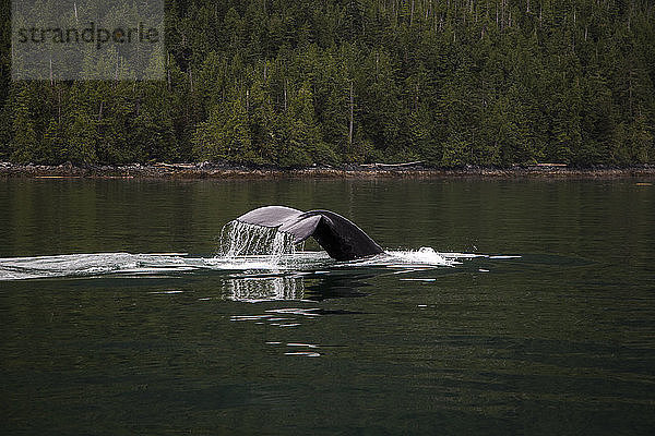 Ein Wal Schwanz bricht die Oberfläche des dunkelgrünen ruhigen Wasser mit Wald im Hintergrund