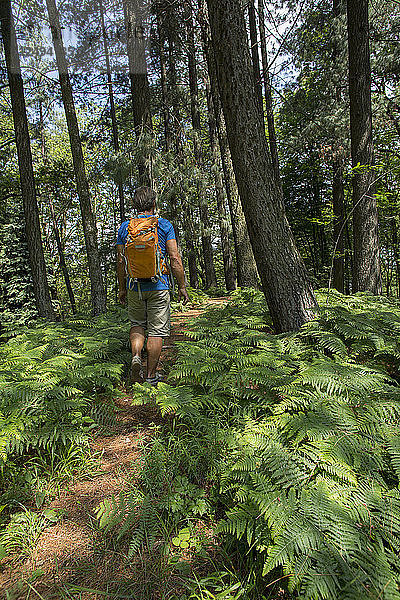 Männlicher Wanderer folgt einem Pfad durch Wald und Farnkraut