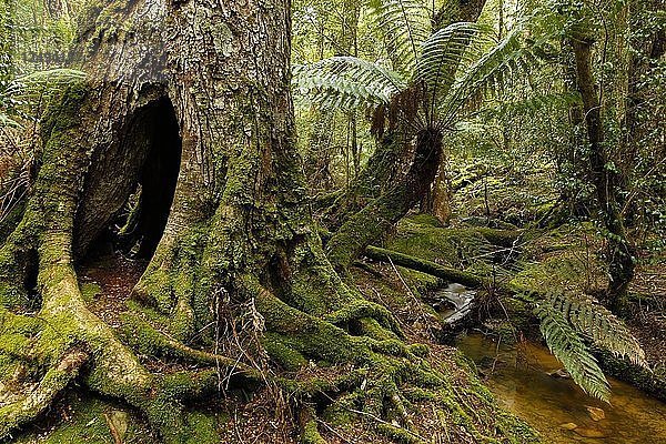 Gemäßigter Regenwald im Mount Field National Park in Tasmanien