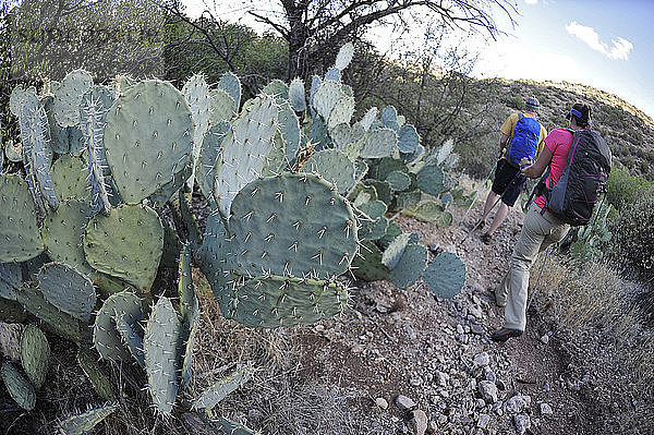 Ein Mann und eine Frau wandern neben Kaktusfeigen auf dem Dutchmans Trail in der Superstition Wilderness Area  Tonto National Forest in der Nähe von Phoenix  Arizona  November 2011. Der Weg verbindet sich mit dem beliebten Peralta Trail und bietet eine spektakuläre Tour durch die zerklüftete Sonoran-Wüste.