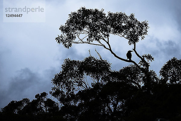 Eine Krähe hockt auf dem Ast eines Baumes im Lake Saint Clair National Park  Tasmanien