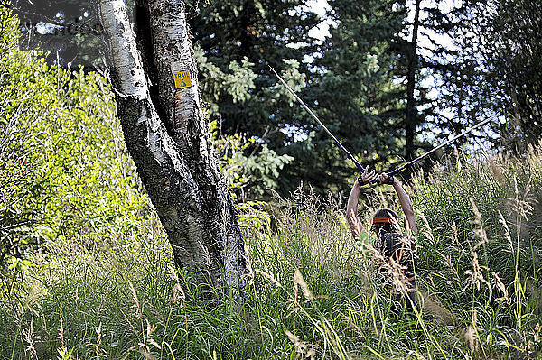 Eine Wanderin folgt beim Wandern im Snowhawk Valley der Chugach Mountains nördlich von Anchorage  Alaska  im August 2011 den kleinen gelben Wegweisern durch hohes Gras. Obwohl das Snowhawk Valley 5 von 12 Gipfeln über 5000 m in der Chugach Front Range beherbergt  ist es aufgrund des schwierigen Zugangs nur wenig besucht.