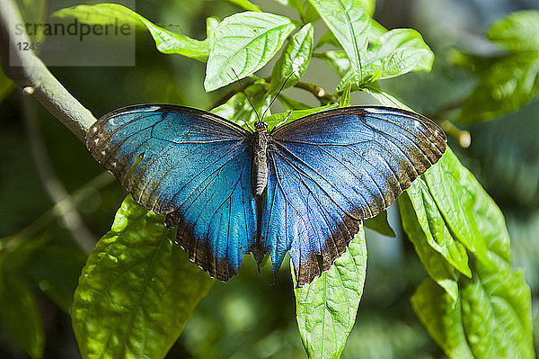 Ein blauer Morpho-Schmetterling im Key West Butterfly and Nature Conservatory in Key West  Florida.