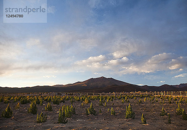 Eine kleine Farm mit Bäumen bei Sonnenuntergang. Der Salar de Uyuni ist der größte Salzsee der Welt und beherbergt eines der größten Lithiumvorkommen der Welt. Die Gemeinden  die diese Region umgeben  könnten von der Erschließung und dem Abbau stark profitieren oder darunter leiden.