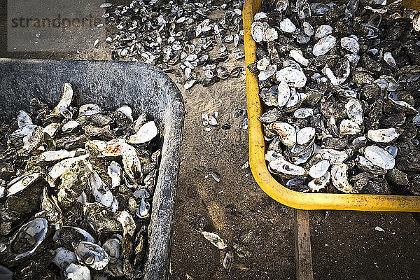 Mit Austernschalen gefüllte Schubkarren in der Tomales Bay  Kalifornien.