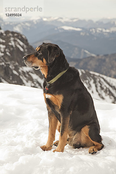 Ein Hund sitzt während einer Wanderung in den Bergen im Schnee.