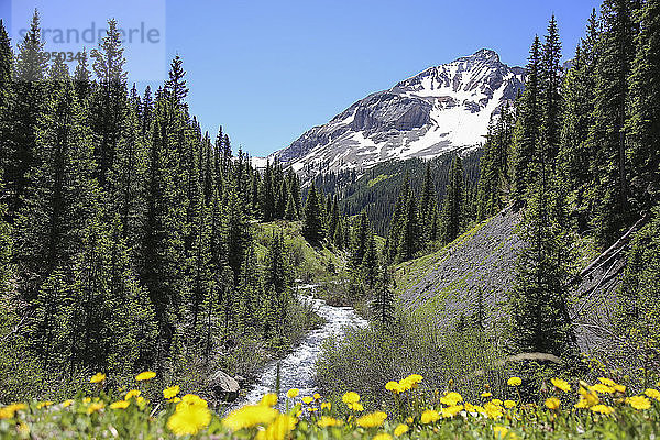 Colorado Mountain Creek fließt im San Juan National Forest herunter