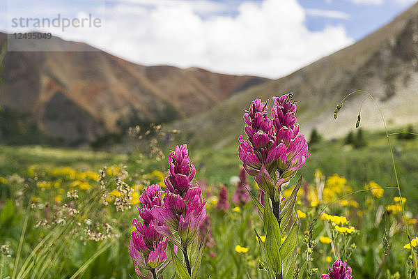 Colorado-Wildblumen im Sommer im Hinterland