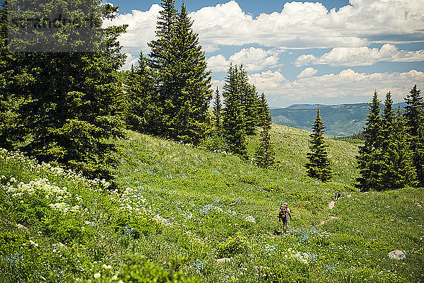 Ein Rucksacktourist wandert an einem sonnigen Tag in Yampa  Colorado  auf einem Pfad durch eine Bergwiese.