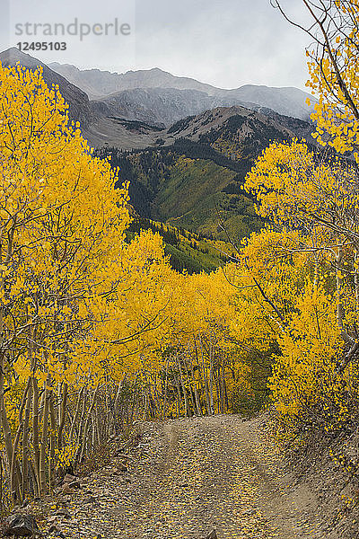 Von Aspenbäumen gesäumte Bergstraße im Herbst in der Nähe von Aspen Colorado