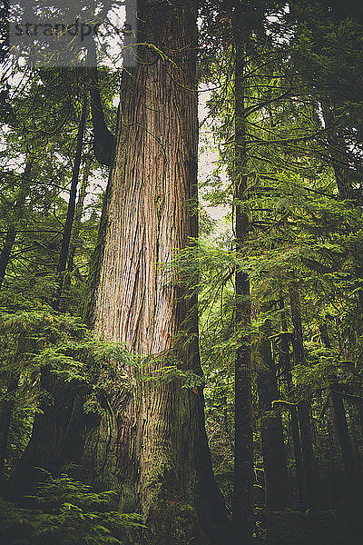 Sonnenlicht beleuchtet einen großen Zedernbaum im gemäßigten Regenwald in British Columbia  Kanada.