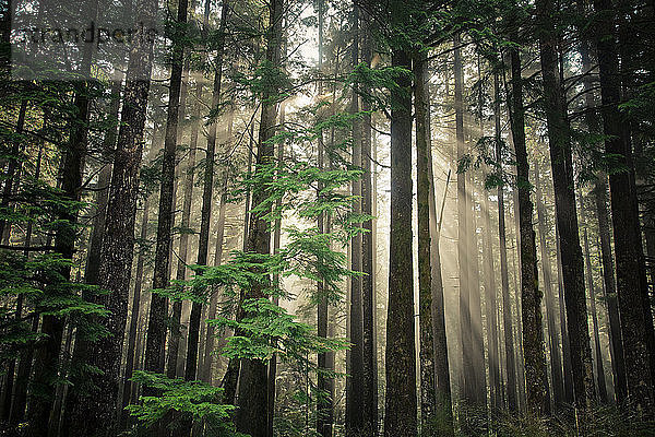 Sonnenstrahlen scheinen durch ein Stück Wald mit zweitem Wachstum in der Nähe von Vancouver  B.C.