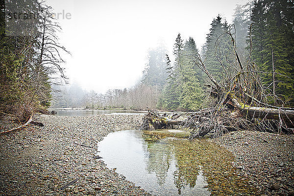Große Totholzteile blockieren einen Teil des Flussbettes des Seymour River in Vancouver  Kanada.
