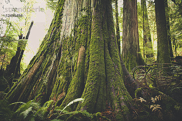 Alte Wälder in British Columbia  Kanada.