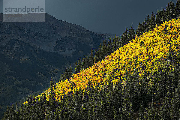 Herbstfarben im Hinterland von Aspen  Colorado  vor einem Gewitter