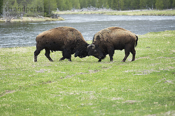 Zwei Bisons kämpfen auf einer Wiese im Yellowstone National Park