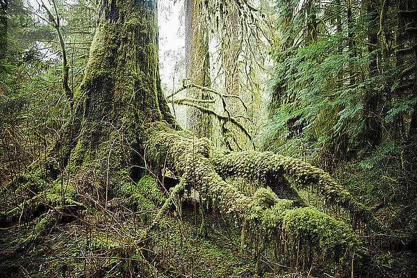 Ein üppiger und moosbewachsener Teil des gemäßigten Regenwaldes in der Nähe von Vancouver  B.C.