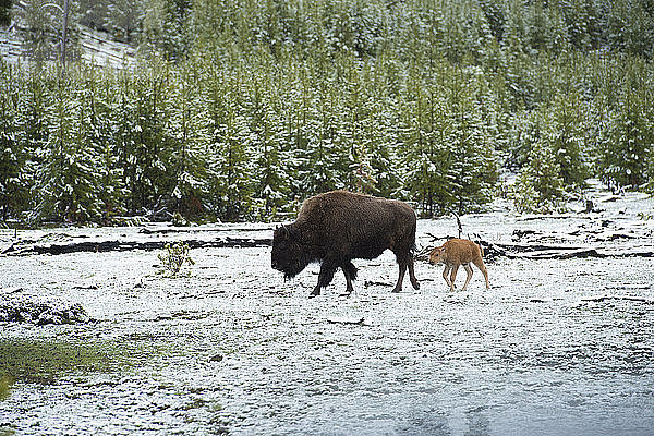 Ein Bison und sein Junges am Morgen nach einer frischen Schneedecke im Yellowstone-Nationalpark  Wyoming