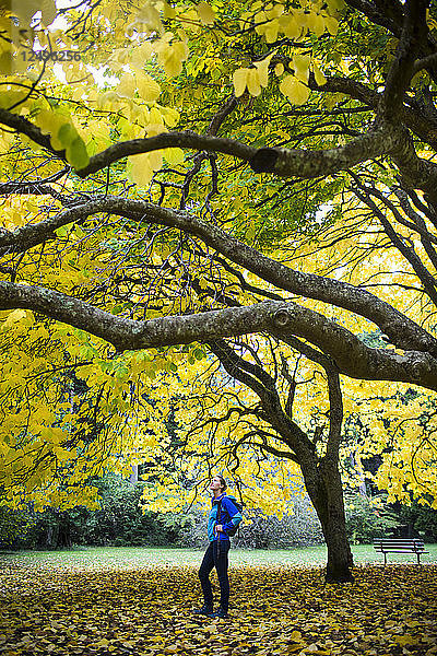 Eine junge Frau steht an einem Herbstnachmittag in einem Park in Seattle  WA  unter einem leuchtend gelben Baum.