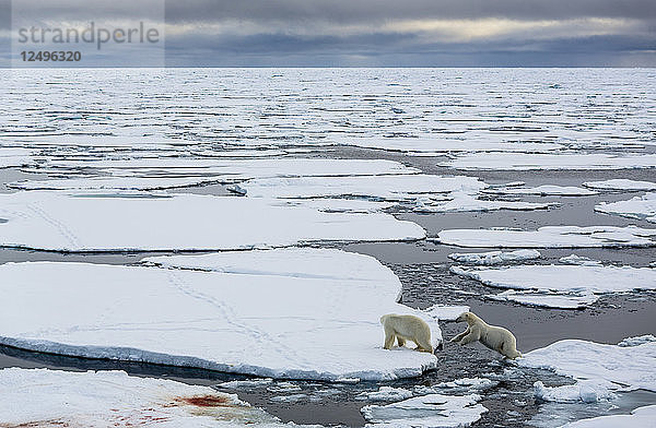 Zwei Eisbären beim Laufen und Springen zwischen Packeisstücken in Spitzbergen  Svalbard