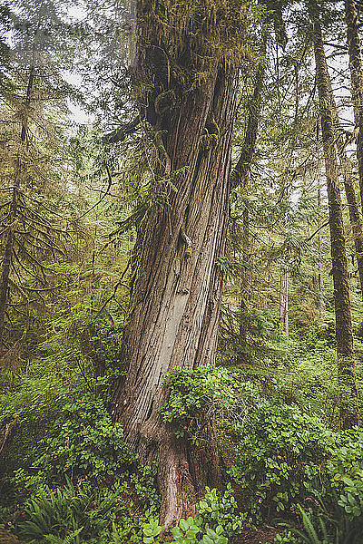 Alter Zedernbaum im Pacific Rim National Park  British Columbia