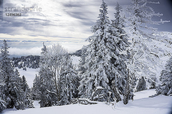 Ansicht von Bäumen mit Schnee bedeckt in der Schweiz