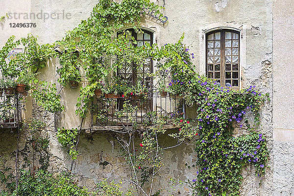Mit Kletterpflanzen und Blumen bewachsene Hauswand  Moustiers-Sainte-Marie  Alpes-de-Haute-Provence  Provence-Alpes-C?¥te d'Azur  Frankreich