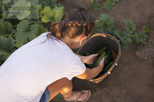 Junges Mädchen sammelt Gemüse im Korb aus ihrem Garten