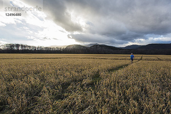 Läufer auf dem Heimweg in einem goldenen Luzernefeld  die Sonne bricht durch die Wolken.