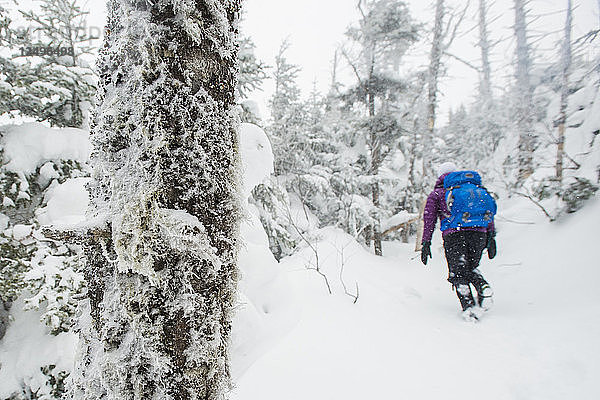 Frau beim Wandern in den schneebedeckten Wäldern von New Hampshire.