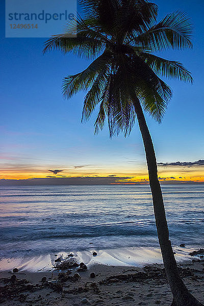 Palme bei Sonnenuntergang am Strand von San Juan  San Juan  Insel Siquijor  Zentral-Visayas  Philippinen